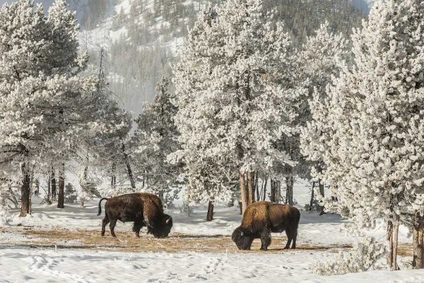 Wyoming, Yellowstone NP Winter grazing bison